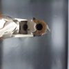 CARABINE DOUBLE EXPRESS BETTINSOLI TARCISIO calibre 9.3 X 74R – Image 5